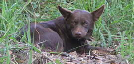 Собака Шуша - Австралийский келпи